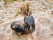 Two mussels