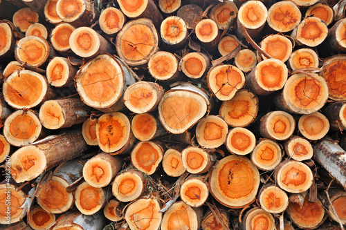 Photo: Explotación forestal, madera de eucaliptos cortada Explotación forestal, madera de eucaliptos cortada