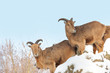 Ibex