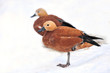 Mandarin duck
