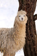 Alpaca