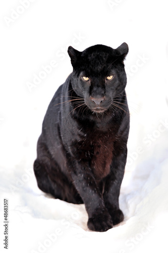 Photo: Leopard portrait Leopard portrait