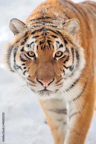 Photo: Tiger Tiger