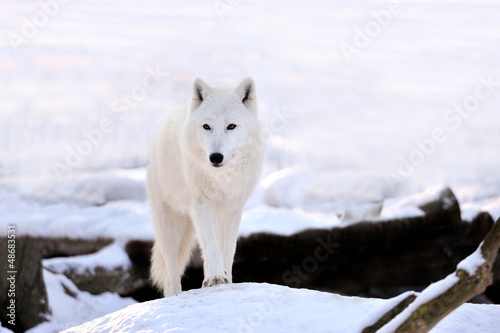 Photo: Wolf Wolf
