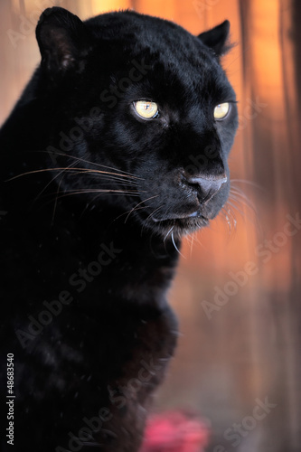Photo: Leopard portrait Leopard portrait