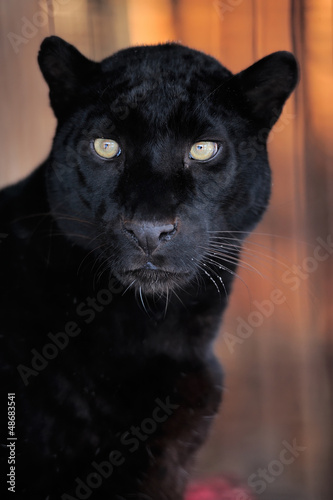 Photo: Leopard portrait Leopard portrait