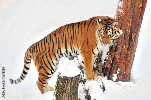 Photo: Tiger Tiger