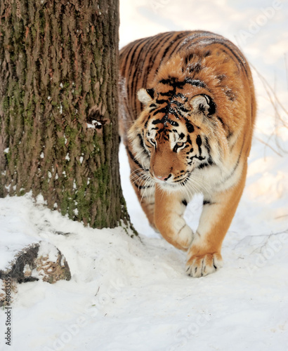 Photo: Tiger Tiger