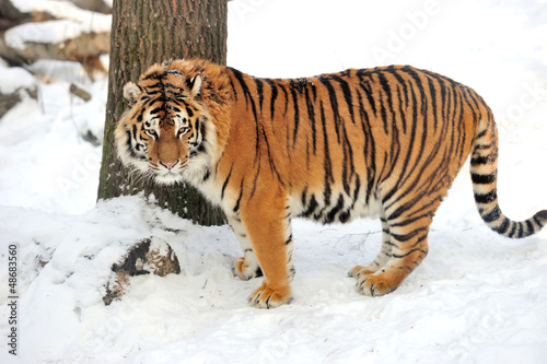 Photo: Tiger Tiger