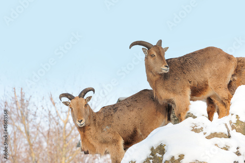 Photo: Ibex Ibex