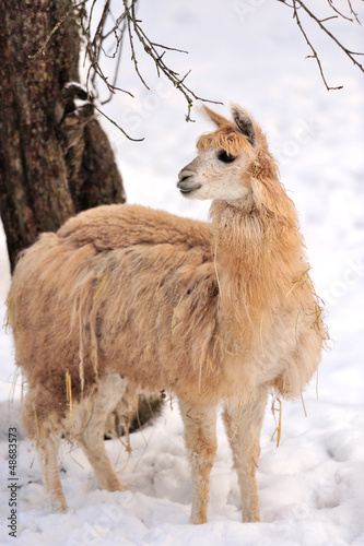 Photo: Alpaca Alpaca