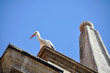 White stork on a belfry, Alcala de Henares, Madrid (Spain)