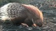porcupine