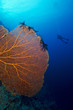 giant Sea fan and diver