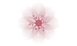 Vector: zarte rosa Kirschblüte zarte rosa Kirschblüte