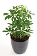 Schefflera