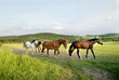 Horses in the nature