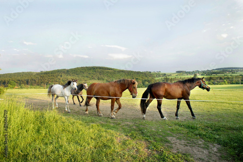 Photo: Horses in the nature Horses in the nature