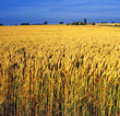 crops