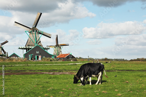 Photo: Cows grazing Cows grazing
