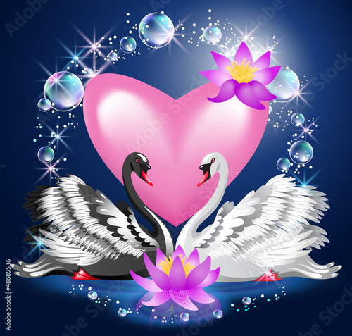 Vector: Black and white swans and heart Black and white swans and heart