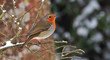 Rouge gorge en hiver