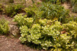 Bank of Hellebores