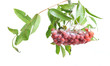Bunch of red rowan
