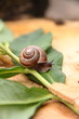 Snail.