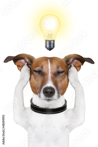 Photo: smart intelligent dog smart intelligent dog