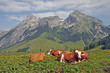 Kühe bei Werfenweng