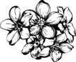 a sketch five flowerets in one bouquet