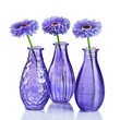 Photo: Blue flowers in vases isolated on white Blue flowers in vases isolated on white