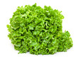 Fresh Salad Lettuce