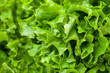 Fresh Salad Lettuce
