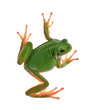Foto: tree_frog tree_frog
