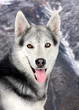 Beautiful siberian dog