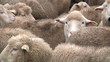 sheeps on the farm 4