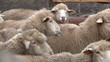 sheeps on the farm 3