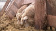 sheeps on the farm 2