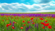 field of flowers and the cloudy sky