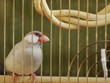 文鳥の憂鬱