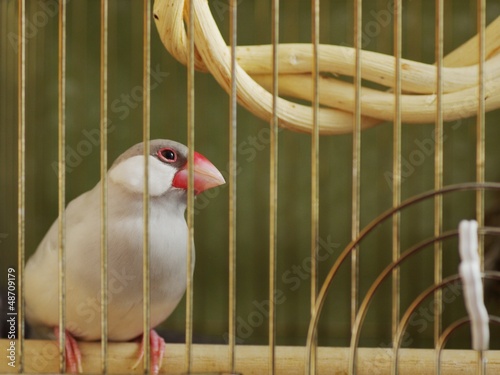 Photo: 文鳥の憂鬱 文鳥の憂鬱