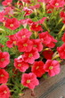 The petunias red flowers