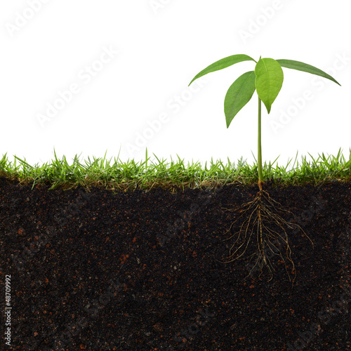 Photo: plant with roots plant with roots