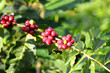 Coffee tree with ripe berries on farm