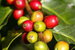 Coffee tree with ripe berries on farm