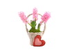 hyacinthus und herz