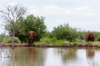 Eléphants