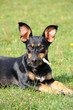 Mischlingshund